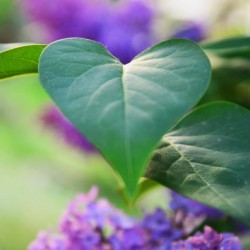 Lilac hearts